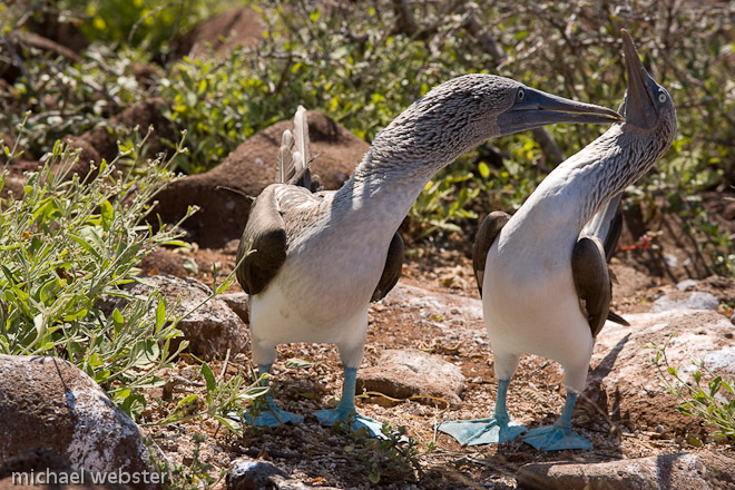 Blue-footed Booby, Galapagos