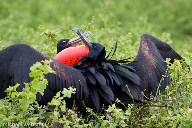 Greater Frigate birds