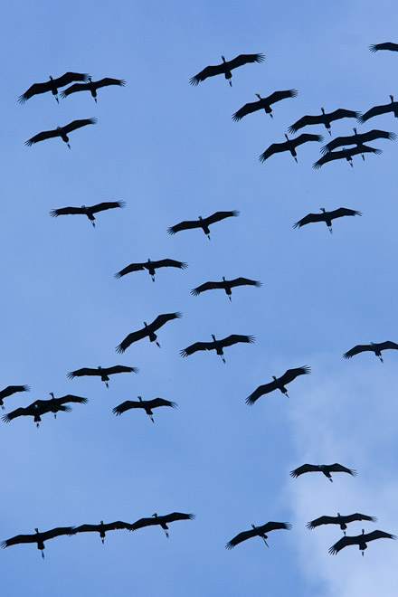 Open billed storks, Tanzania