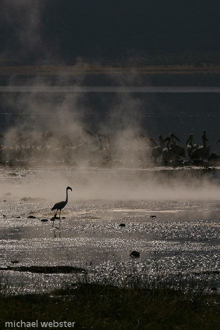 Lesser Flamingo on Lake Bogoria, Kenya