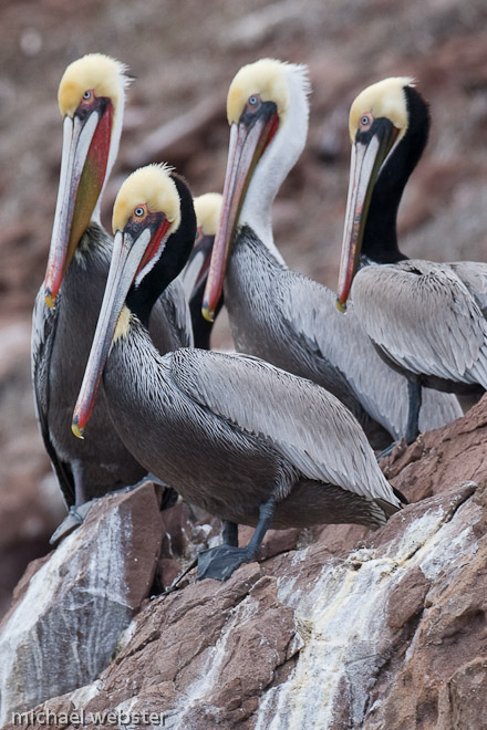 Brown Pelicans on Los Coronados islands, Mexico