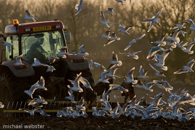 Gulls following the plough, Norfolk England