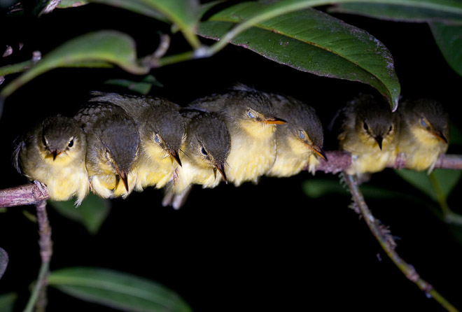 Spectacled Greenbulls asleep at roost, Madagascar