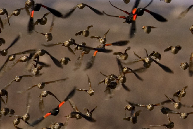 Black-winged Starlings flocking