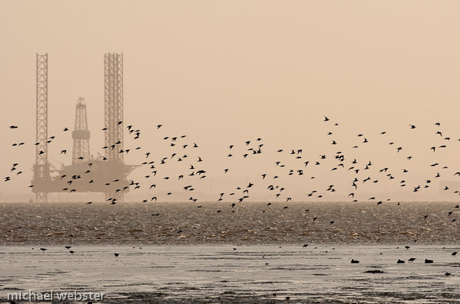 Waders on passage along the Humber estuary, England