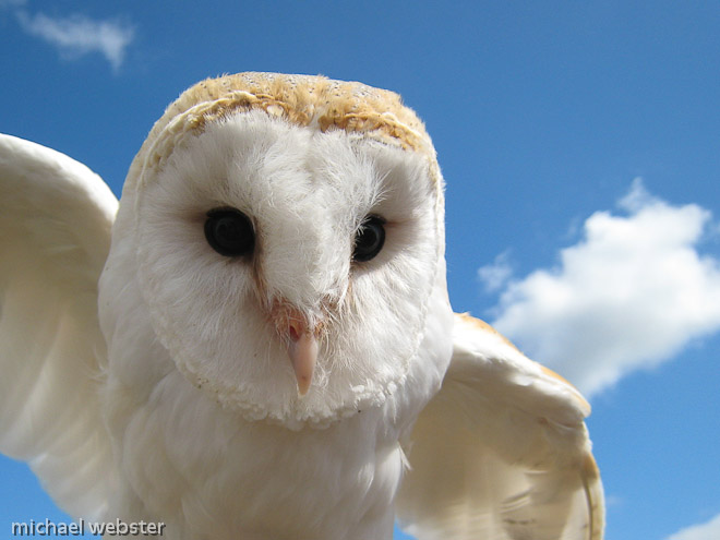 Barn Owl