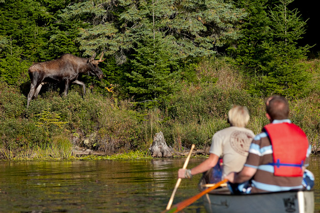 Moose encounter in the massive wilderness of Algonquin Provincial Park, Ontario