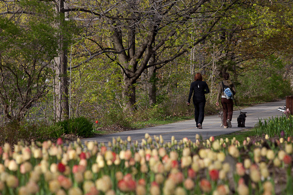 Flowering tulips along the World Heritage Site Rideau Canal, Ottawa.