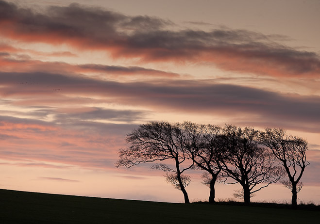 Trees bent by the wind.