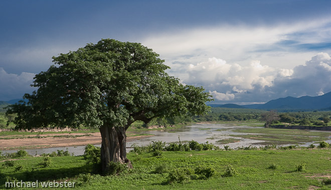 Boabab (Adansonia); pictured here on the banks of the Ruaha river, Tanzania.