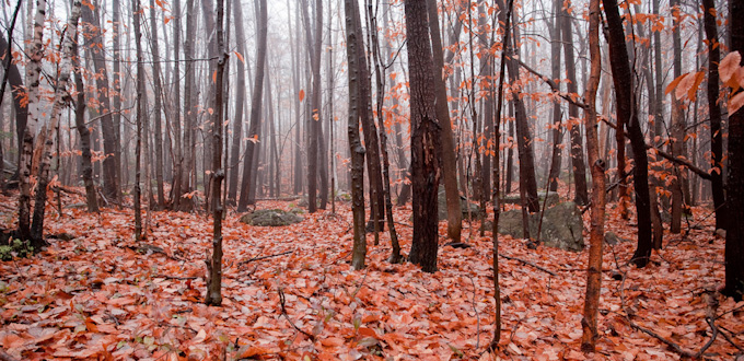 Autum colours