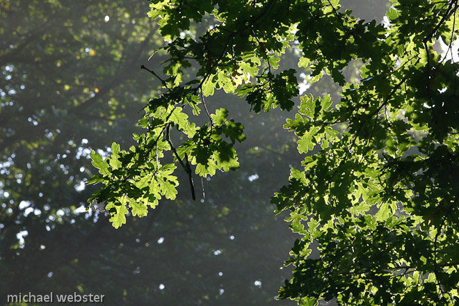 An Oak canopy in summer, the home to hundreds of associated animal species.