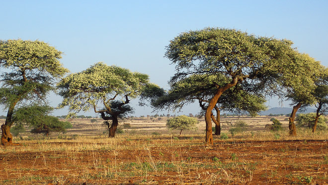 Splendid Acacia (Acacia robusta) in blossom. The iconic tree of the african savanna.