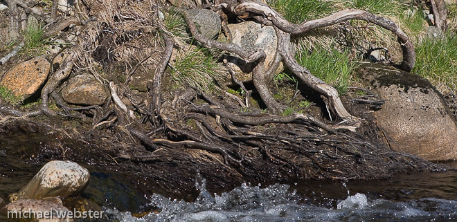 Alder (Alnus glutinosa); a tree which favours growing close to water. Its roots have nitrogen fixing nodules which purify the water and the mass of rootlets are sought after refuges in which fish deposit their eggs.