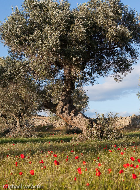 Olive (olea europaea) naturally occurs in the mediterranean basin. The symbol of peace, wisdom, glory, fertility, power and pureness, it has been historically important to western culture as well as providing one of the worlds most unique foods.