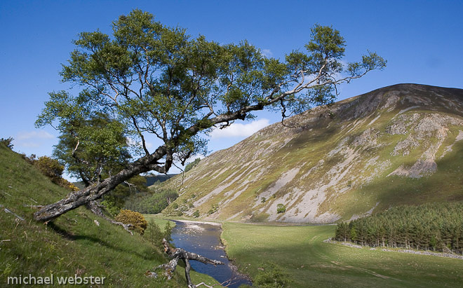 Silver Birch ( Betula pendula); many individual trees have developed individual charteristics as has this one has in the Findhorn valley, Scotland.