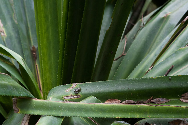 Frog (Guibemantis liber) on Pandanus leaf. The genera of Pandanus plants in Madagascar are mostly endemic and comprise over a hundred species. Their structure enables water to collect deep inside the base of the leaves, ideal places for amphibians to breed and hide.