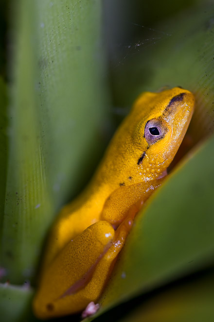 Frog ( Heterixalus madagascarensis); Hiding deep inside padanus leaves.