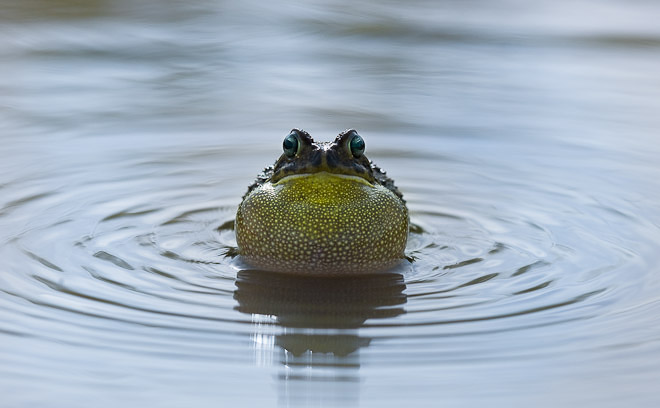 Toad vocalizing during mating frenzy in Tanzanian lake.