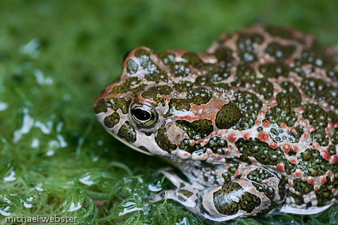 Balearic Toad (Bufo viridis); Bokker valley Majorca.