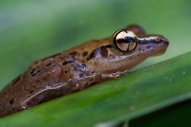 Leaf litter frog (Gephyromantis luteus); from the eastern rainforests of Madagascar.