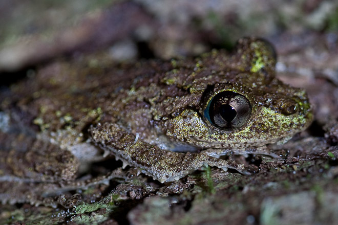 Mossy Yellow Green Frog (Spinomantis aglavei). Many frogs adopt anti-predator strategies. This species is beautifully camouflaged when resting on a tree in the Madagascan rainforest.