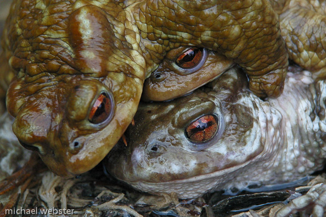 European toads mating