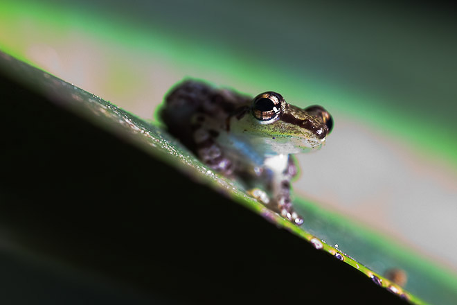 Frog (Guibemantis liber). This species from the Madagascan rainforests is critically endangered.