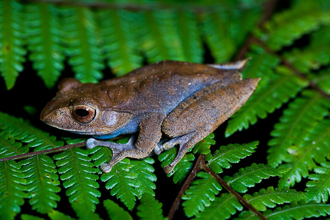 Madagascan Frog (Boophis madagascariensis).