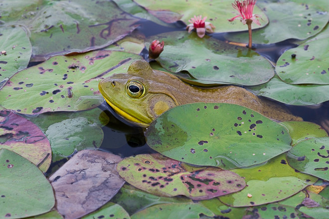 Canadian Bullfrog