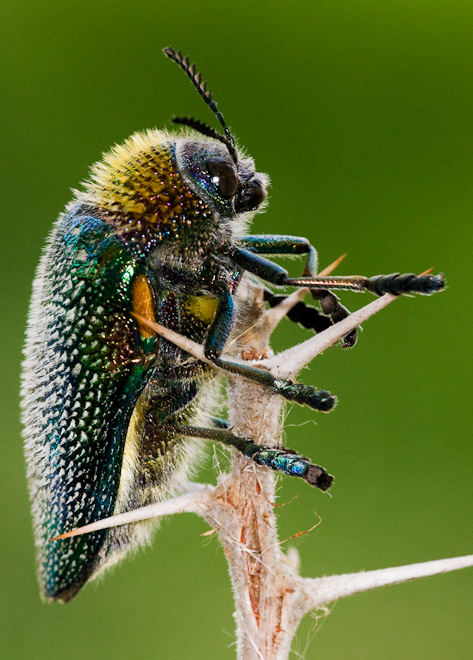 An irridescently coloured beetle from Tanzania climbs over the thorns of an acacia shrub. 