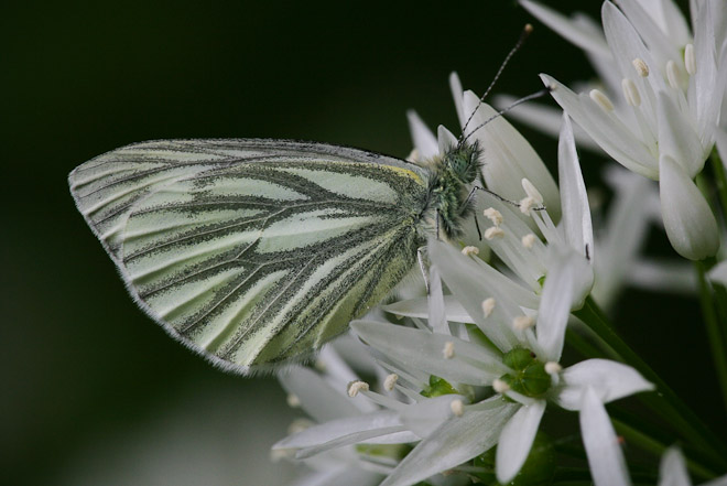 Green-veined White (Pieris napi); a common butterfly seen here on wild garlic. 