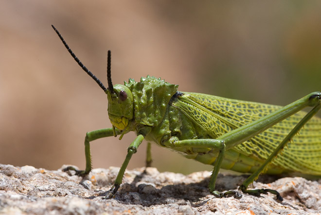 A Locust, Tanzania. 