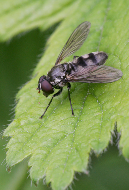 Hoverfly ( Portevennia maculata) ; a species specific to the wild Garlic plant, UK. 