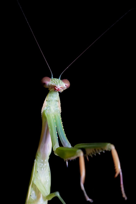 Praying mantises are formidable animals. They have two grasping, spiked forelegs, from which their prey rarely escape. The amazing articulation of the head allows 300 degrees of movement and their compound eyes have binocular vision. 