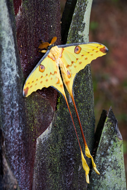 Comet moth (Argema mittrei); one of the family of moon moths. An endangered and endemic species in Madagascar with a wingspan of over 20cms ! This one has settled on a Pandanus tree ( Ravenala madagascarensis). The caterpillars feed on fresh eucalyptus leaves.