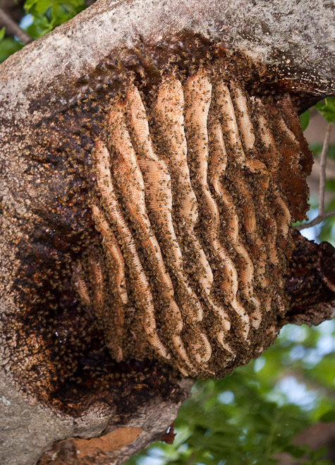 This Bees nest is situated on the underside of a huge branch of a Boabab tree in Tanzania. 