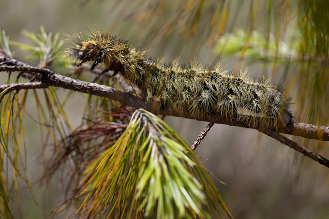 A Locust, Tanzania. 