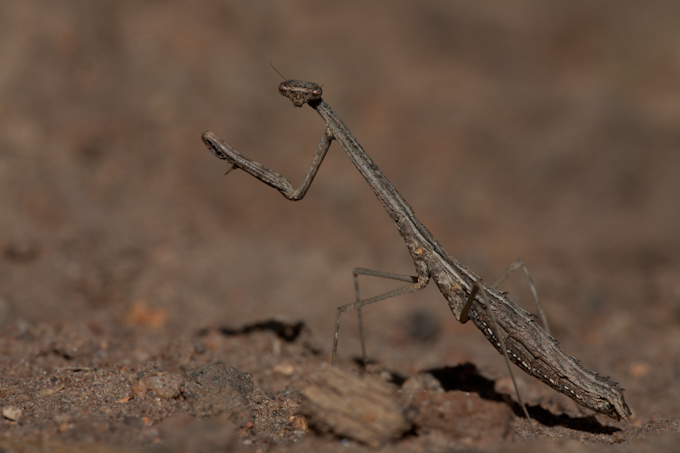 A Locust, Tanzania. 