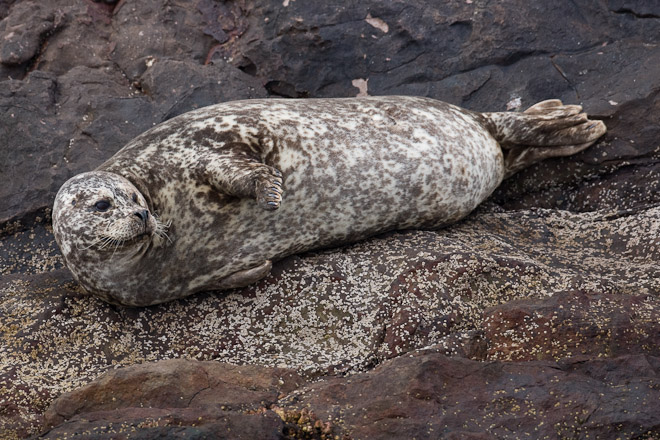 Harbour Seal