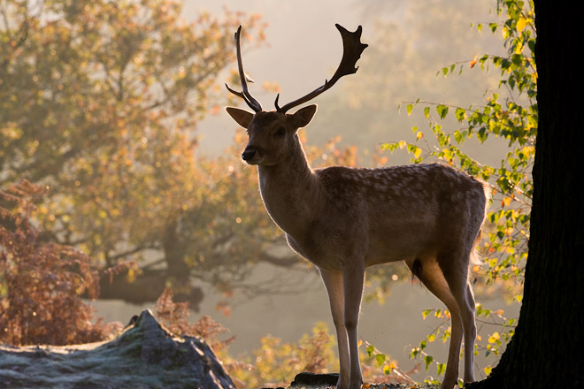 Roe Deer hind