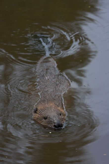 Beaver swimming