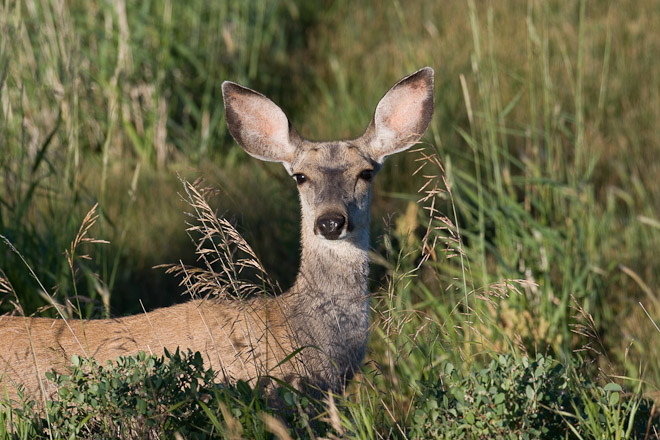  White-tailed deer hind