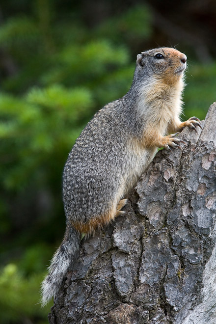 Columbian Ground Squirrel