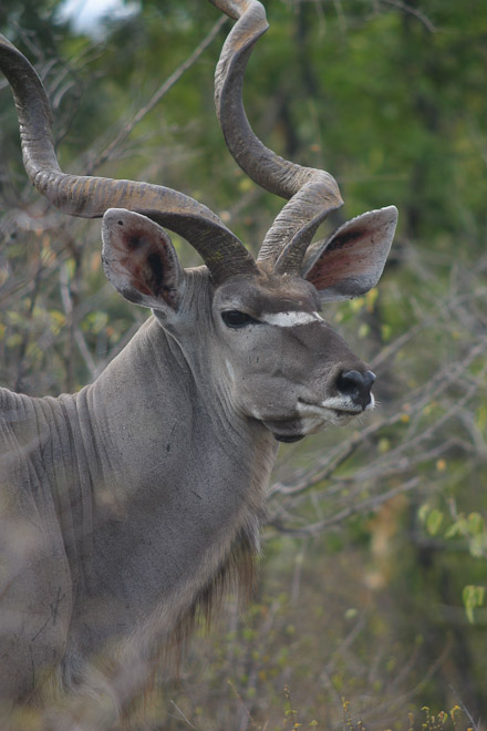 Greater Kudu