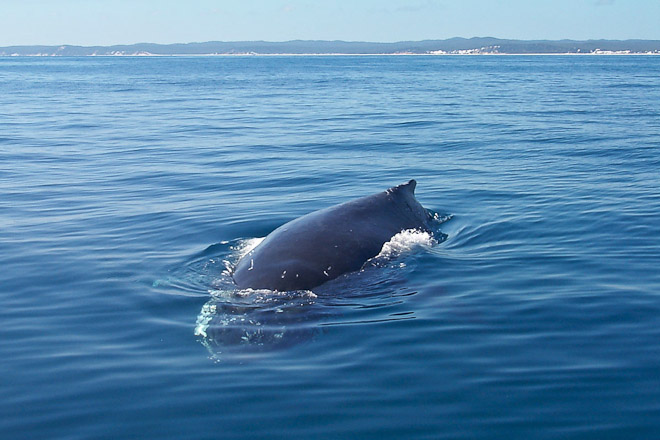 Humpback Whale