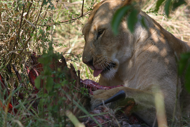 Lioness