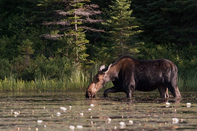 Moose feeding on water lilies