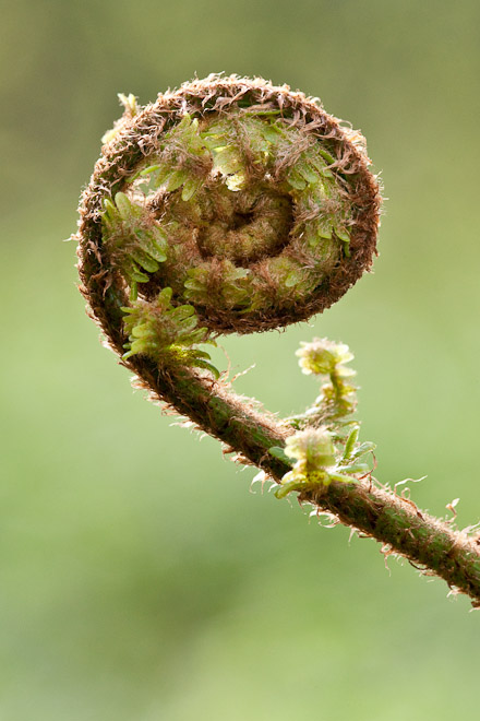 The frond of a Male Fern uncurls as spring progresses.