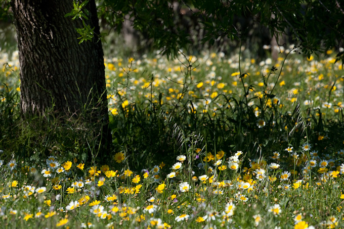 A meadow of Ox-eye daises 